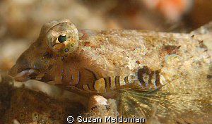 . . .  am I not the most handsome fish you have ever seen... by Suzan Meldonian 